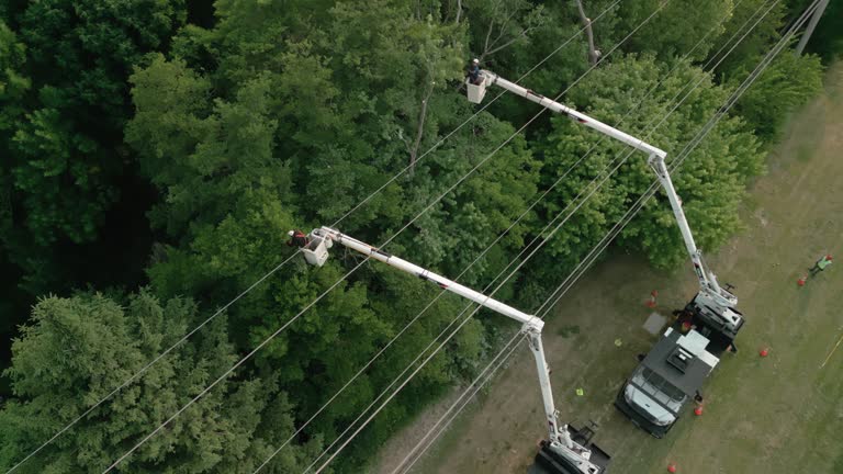 Best Hazardous Tree Removal  in Victoria, KS